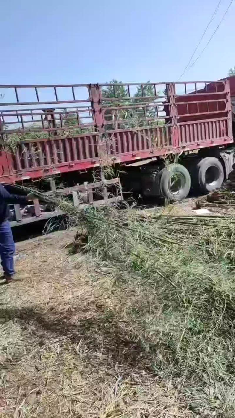 刚竹