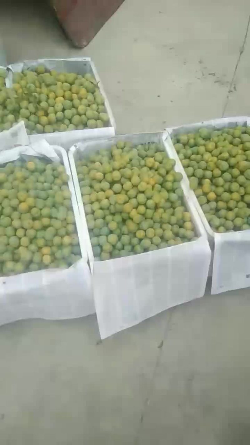 贵州李子