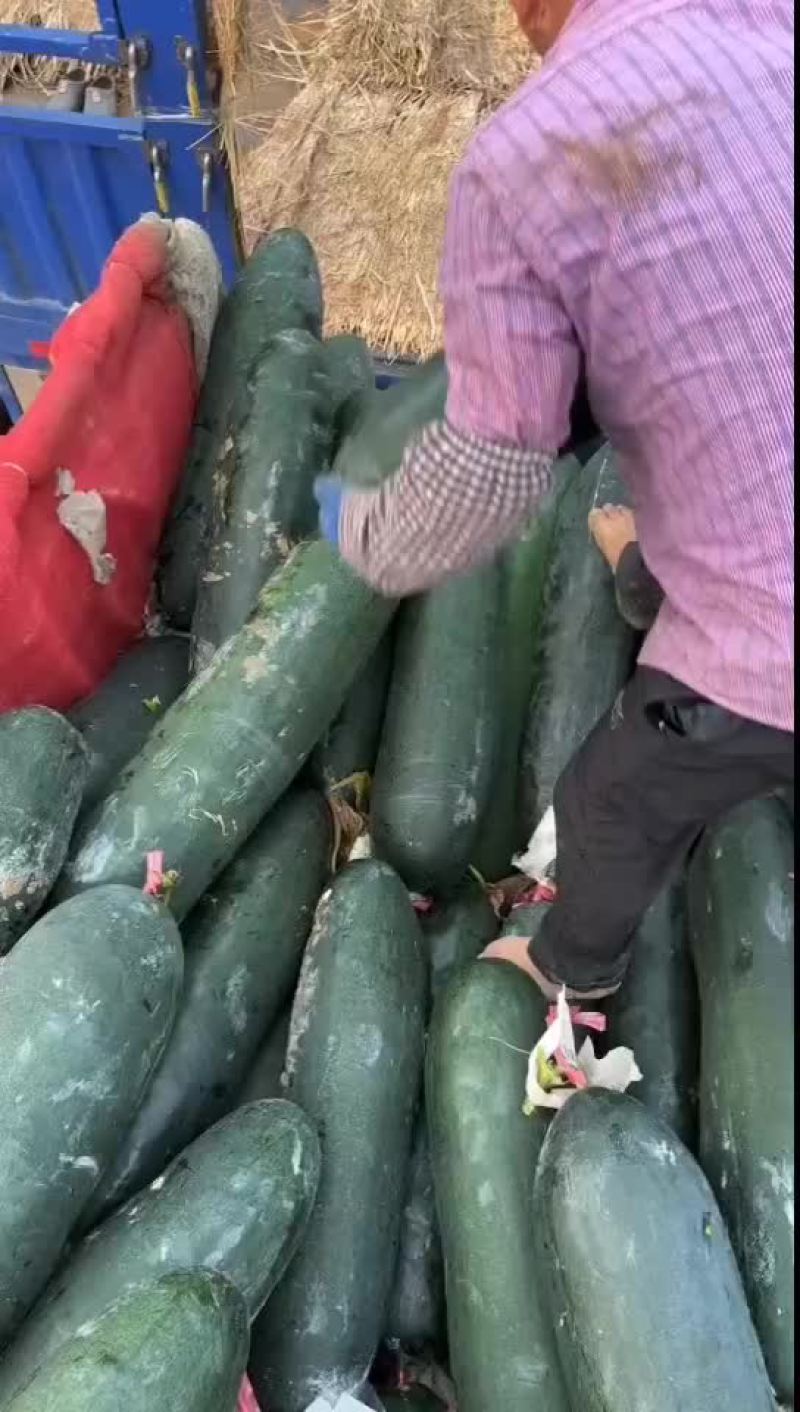 黑皮冬瓜