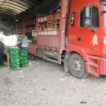 精品美都无籽西瓜大量供应中