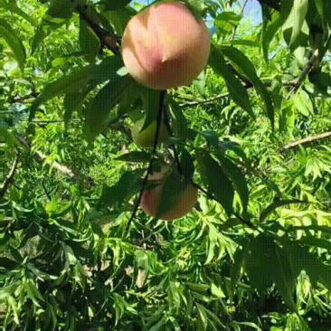 5月脆桃