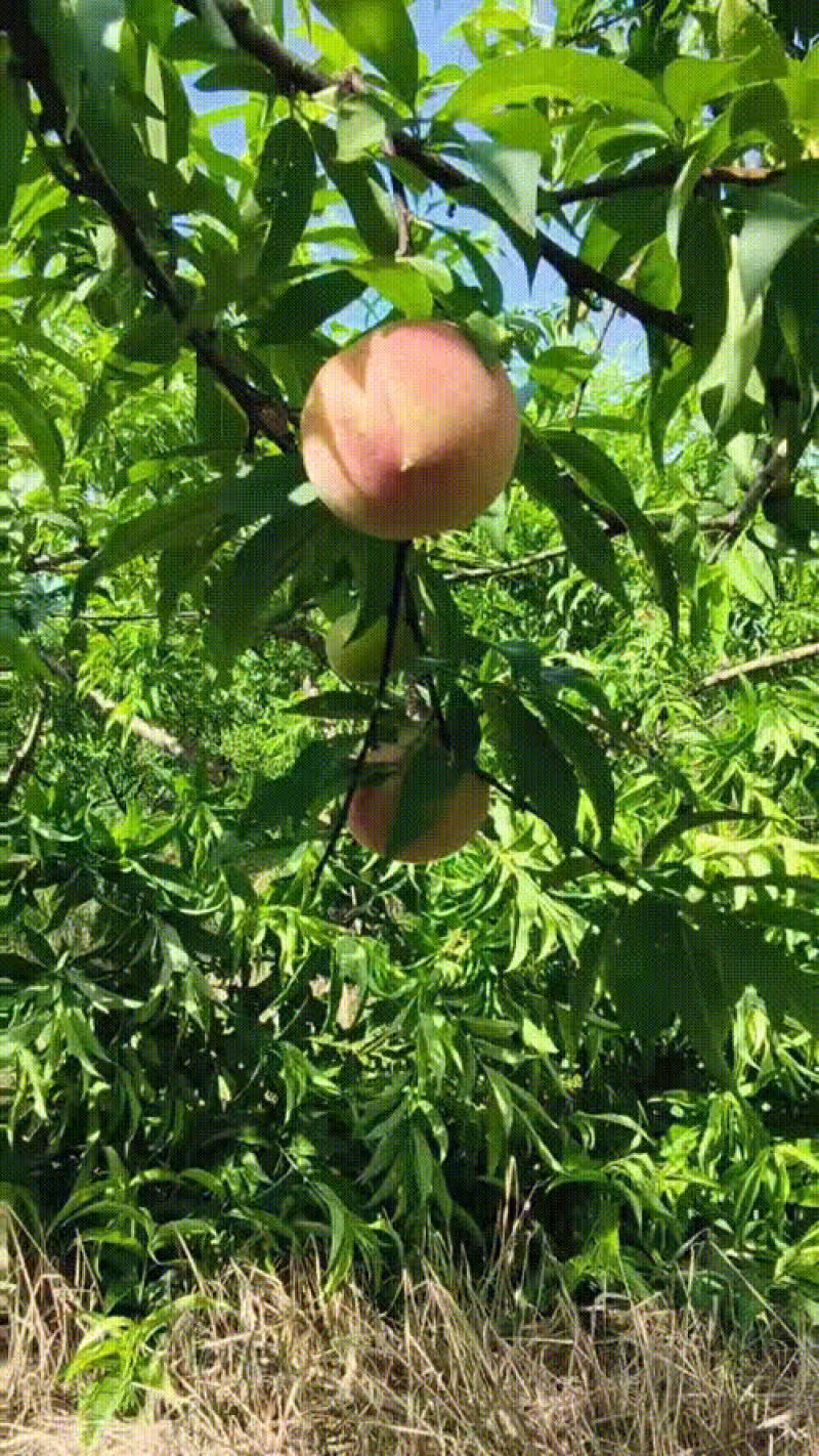 5月脆桃