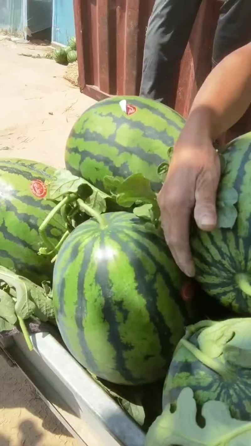 精品甜王