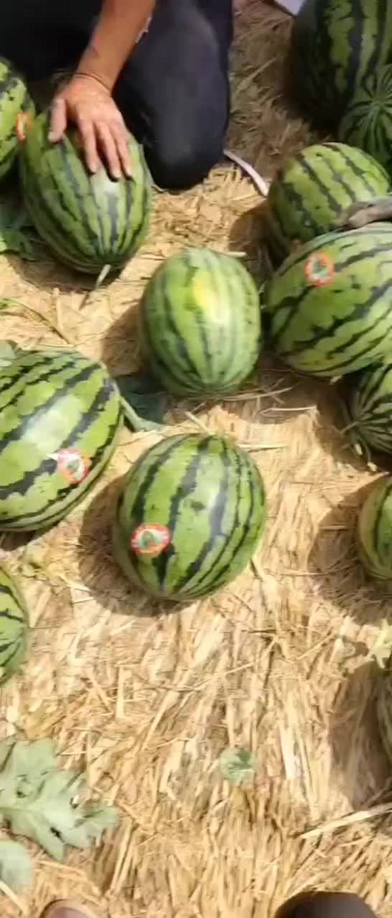 精品甜王