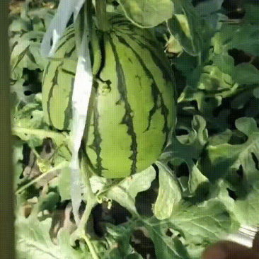 吊瓜