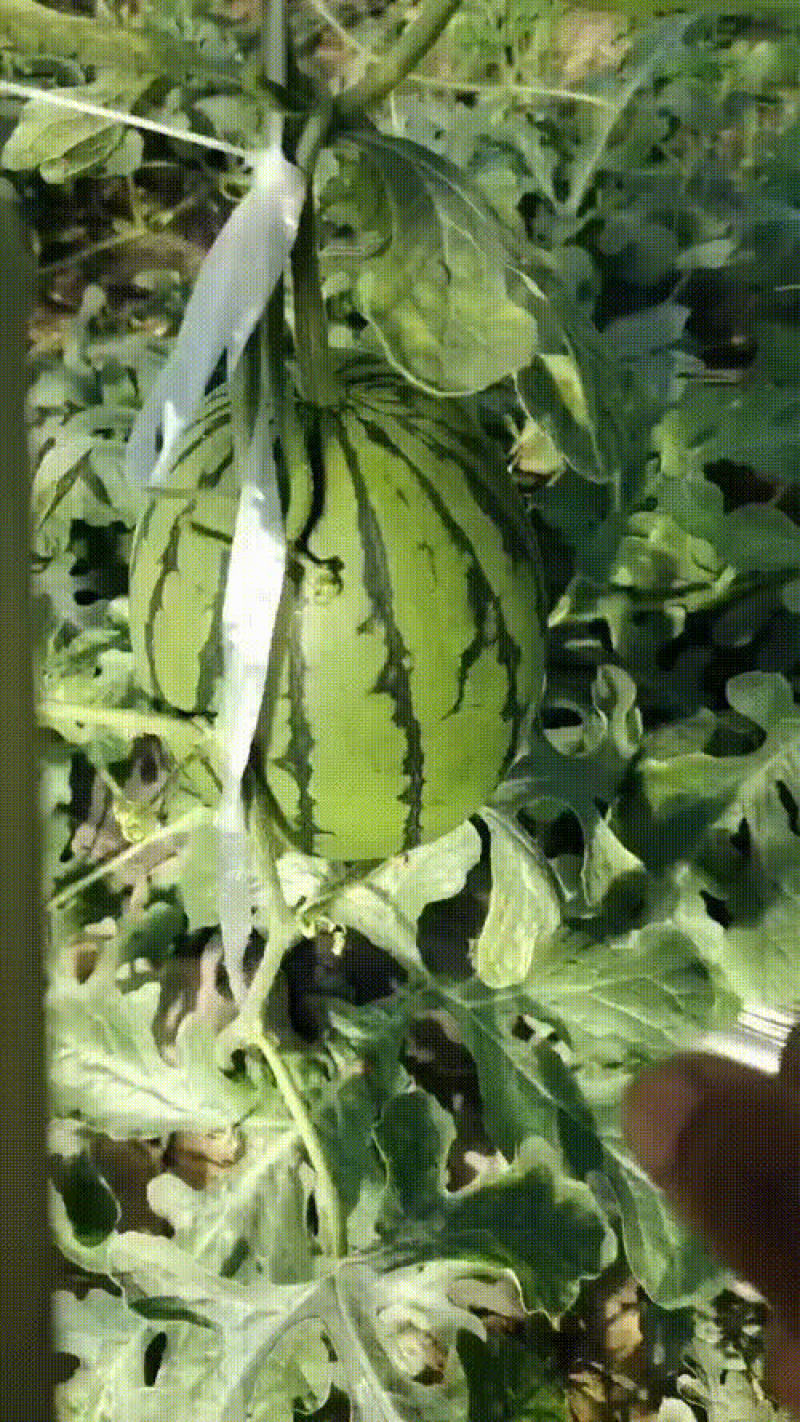吊瓜