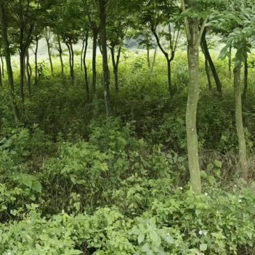 （推荐·）黄花梨树产地一手货源可以任意挑选，支持视频看货