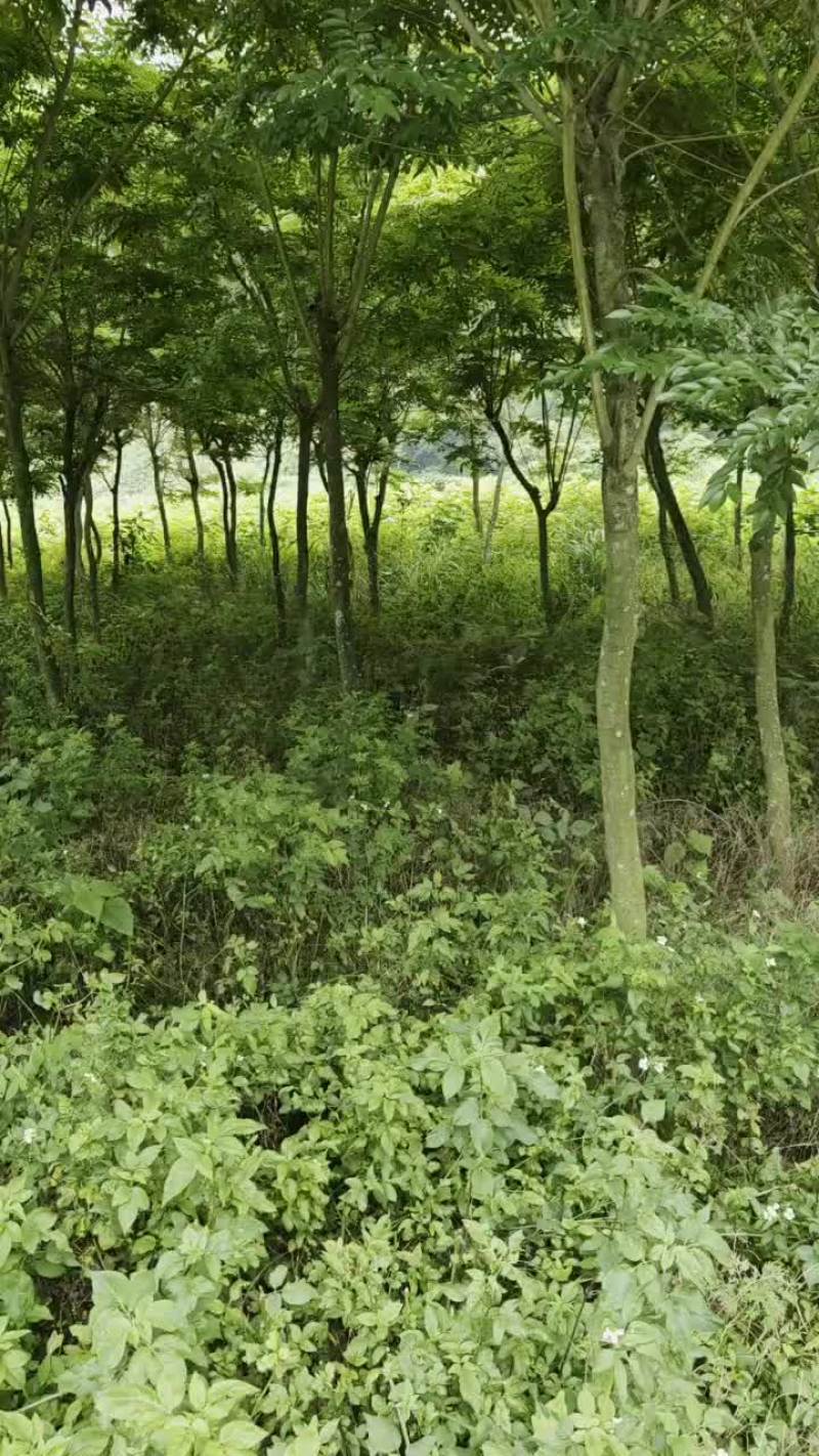 （推荐·）黄花梨树产地一手货源可以任意挑选，支持视频看货