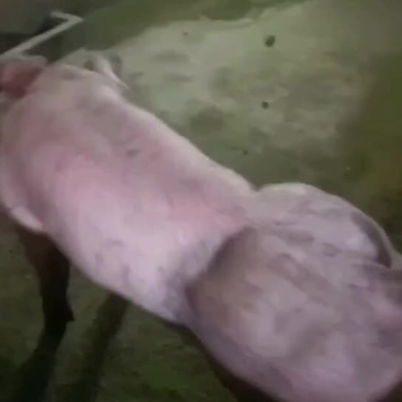 杜洛克公猪包健康包成活全国各地包邮