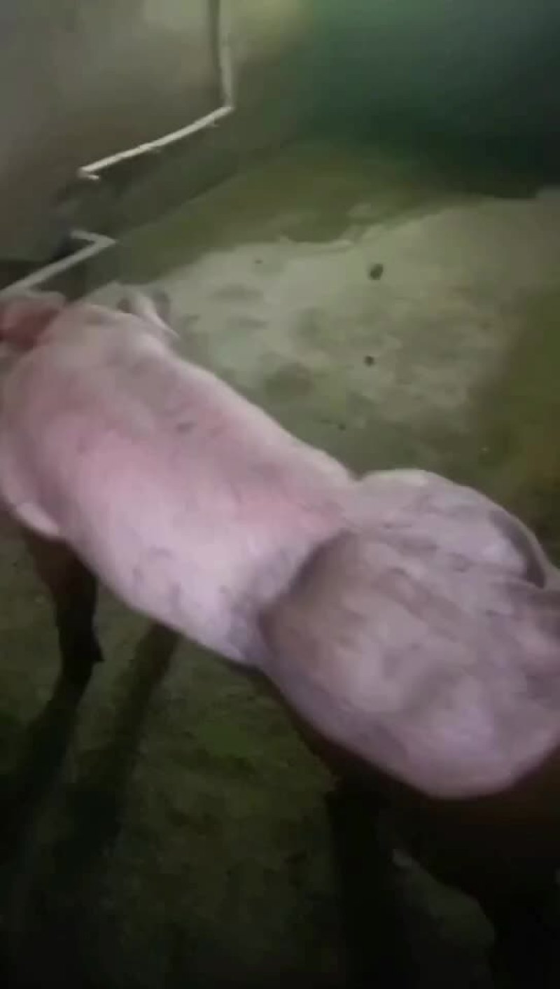 杜洛克公猪包健康包成活全国各地包邮