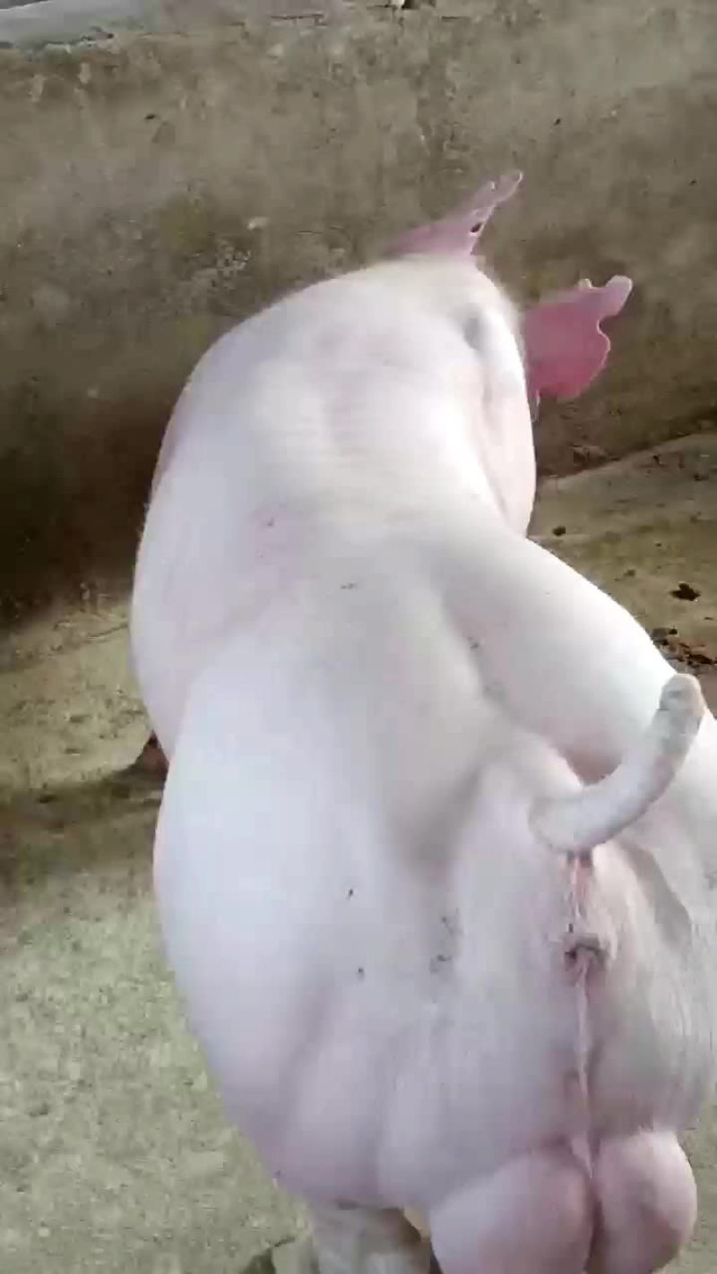 杜洛克公猪包健康包成活全国各地包邮