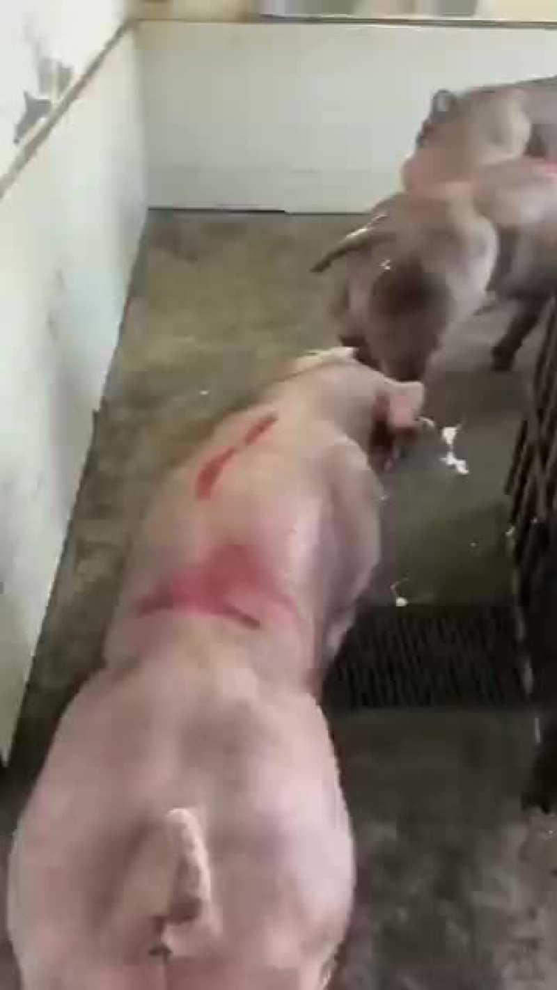 杜洛克公猪包健康包成活全国各地包邮