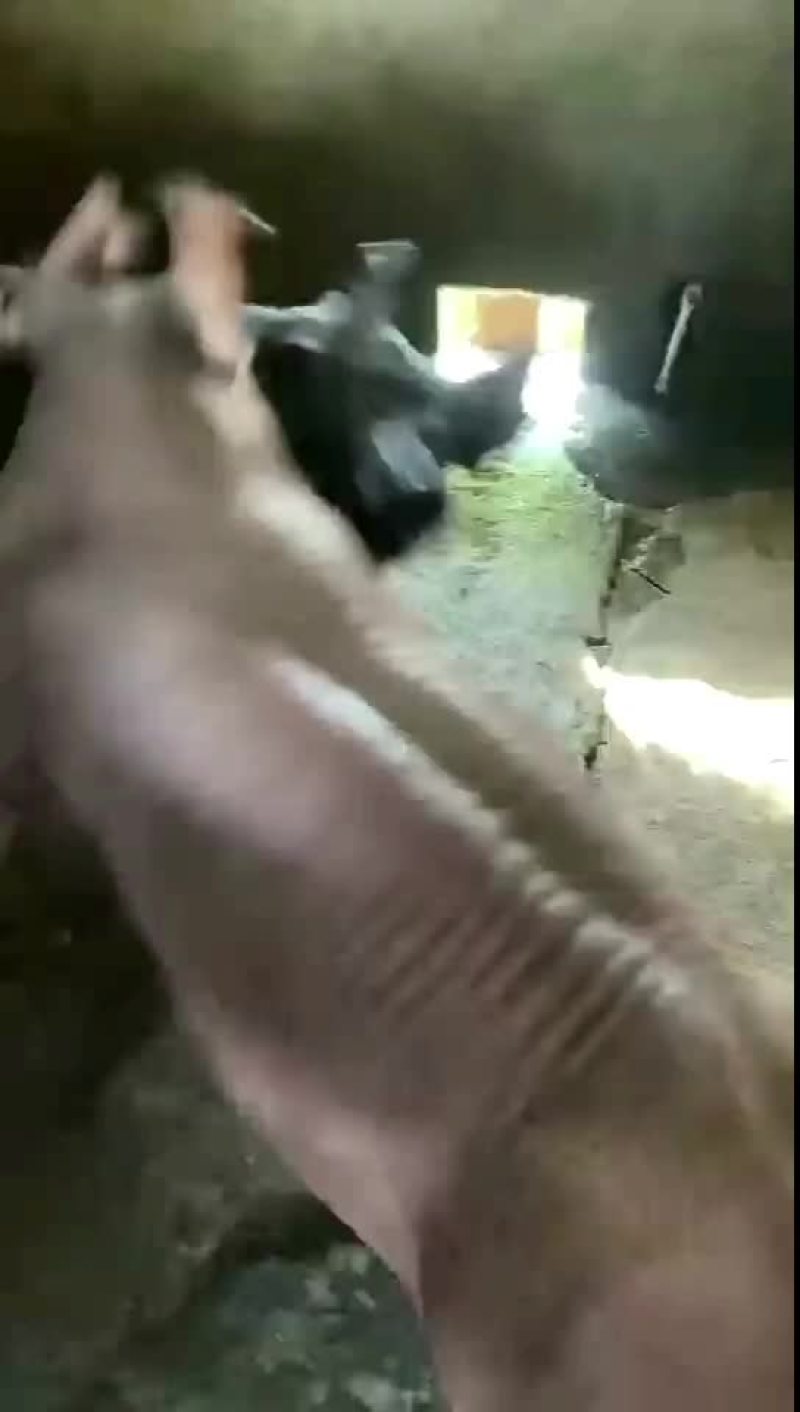 杜洛克公猪包健康包成活全国各地包邮