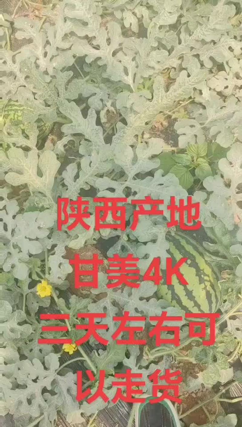 精品4K