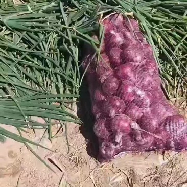洋葱