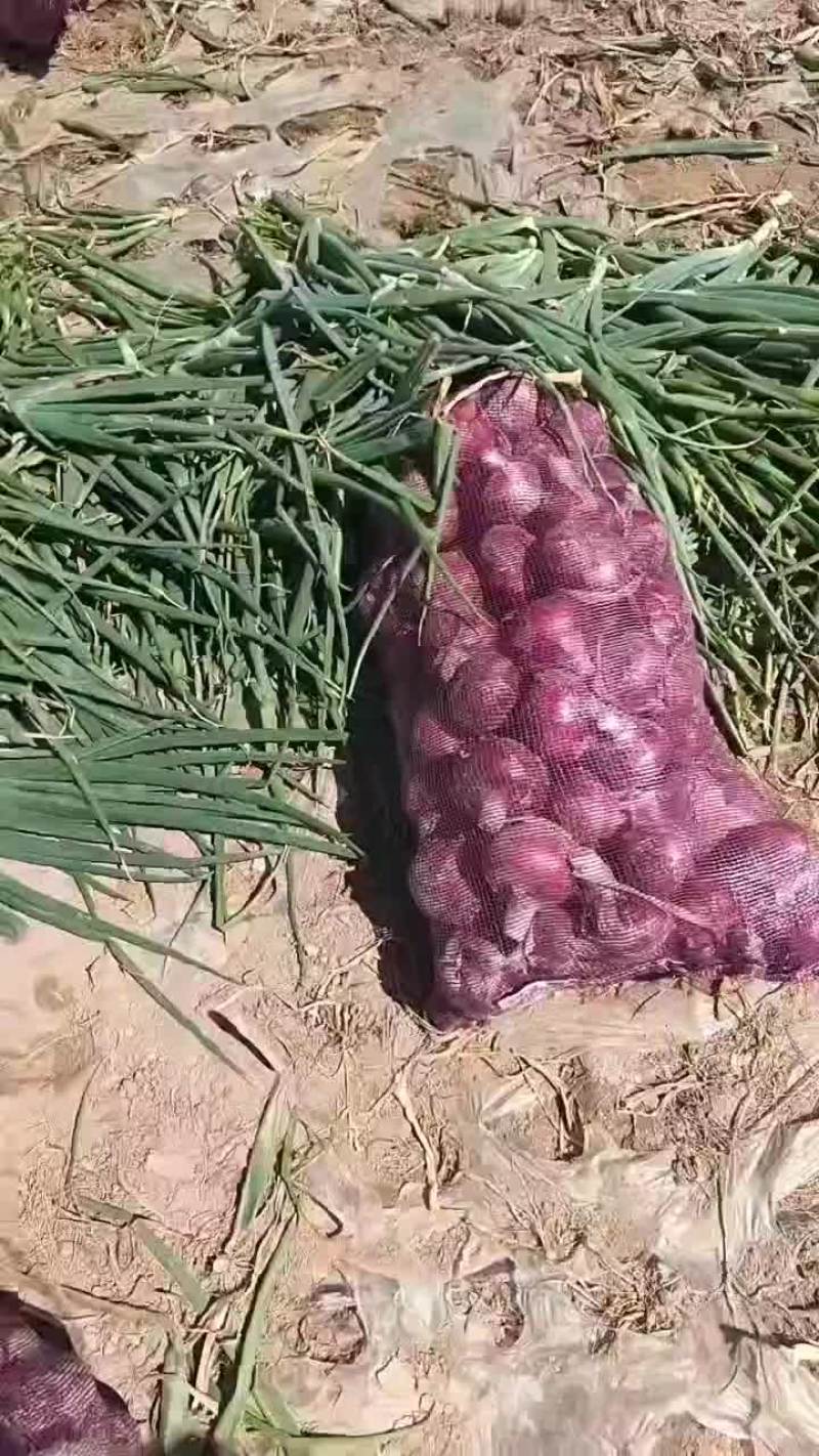 洋葱