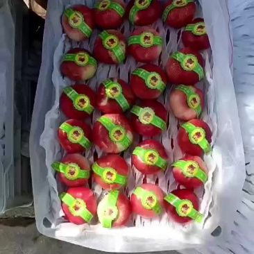 河北沧州油蟠桃大量上市，欢迎各位老板咨询