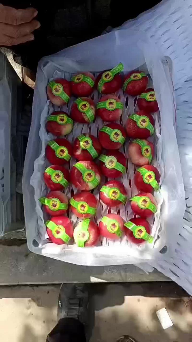 河北沧州油蟠桃大量上市，欢迎各位老板咨询
