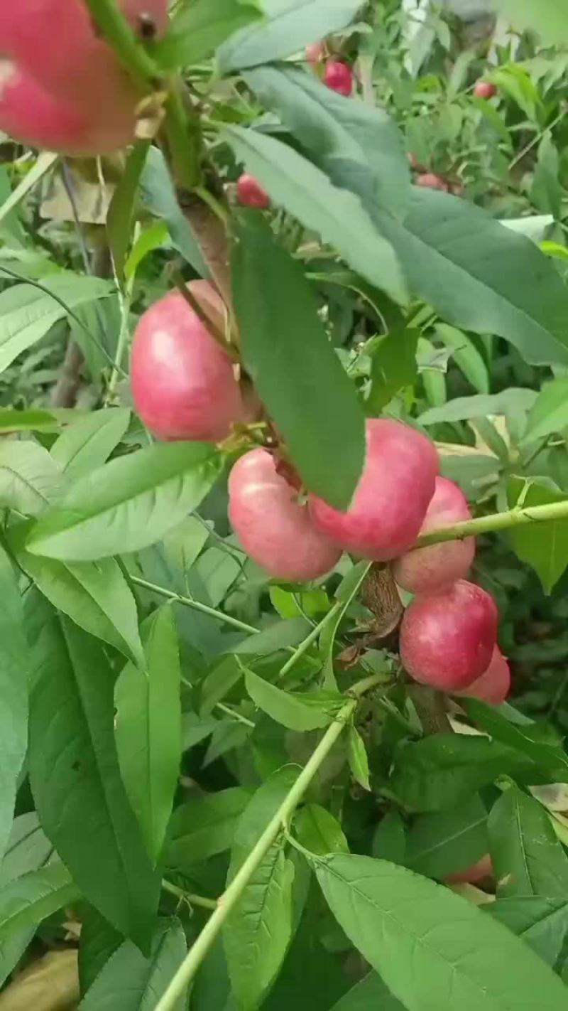 河北沧州油蟠桃大量上市，欢迎各位老板咨询