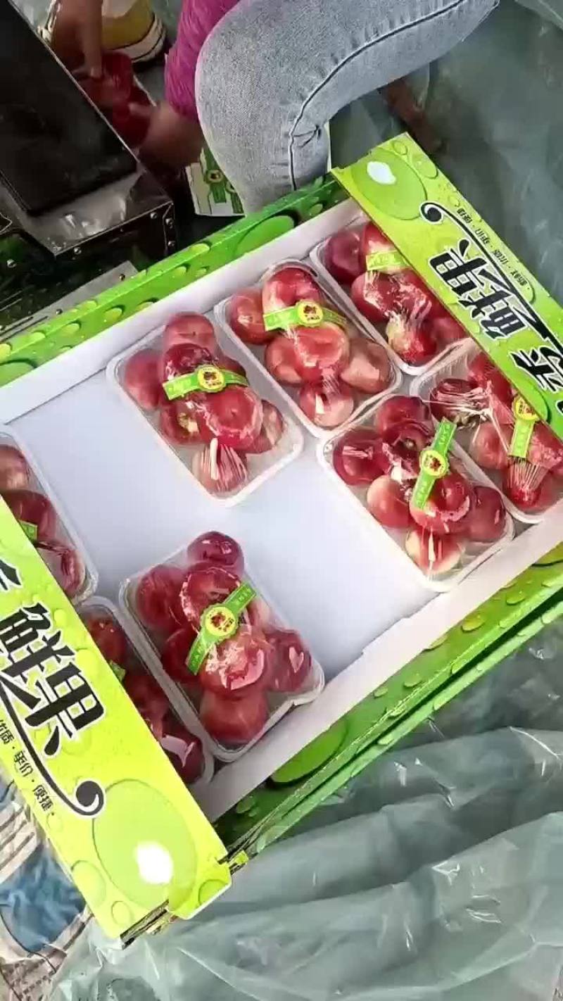 河北沧州油蟠桃大量上市，欢迎各位老板咨询