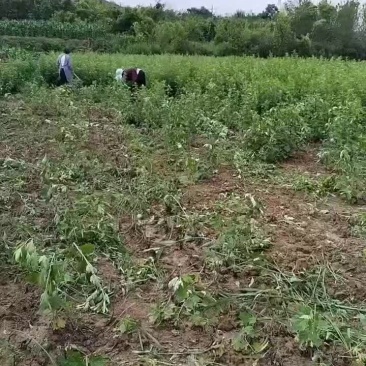 支持上门看货