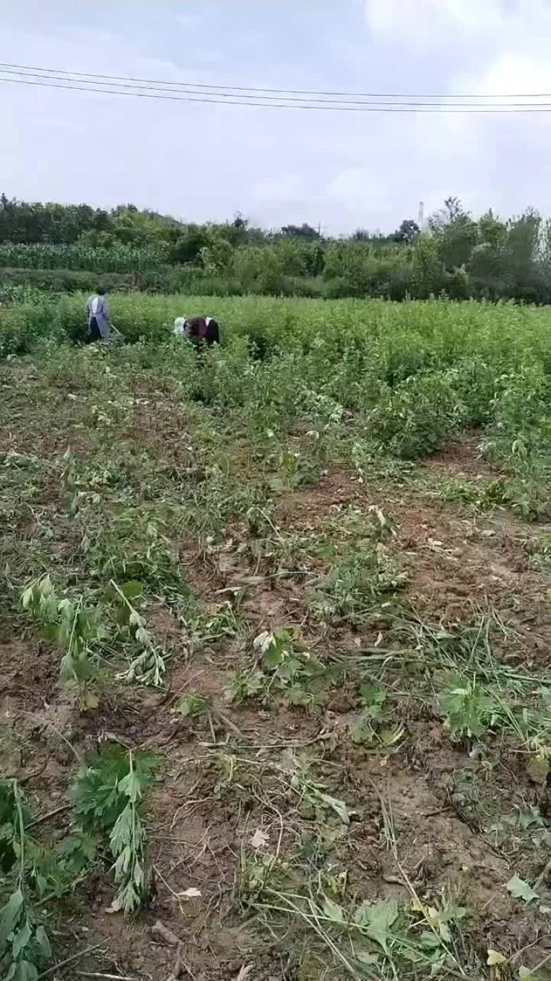 支持上门看货