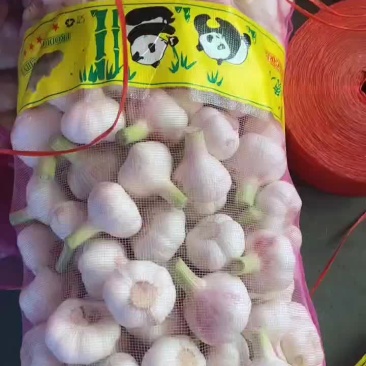 江苏大蒜