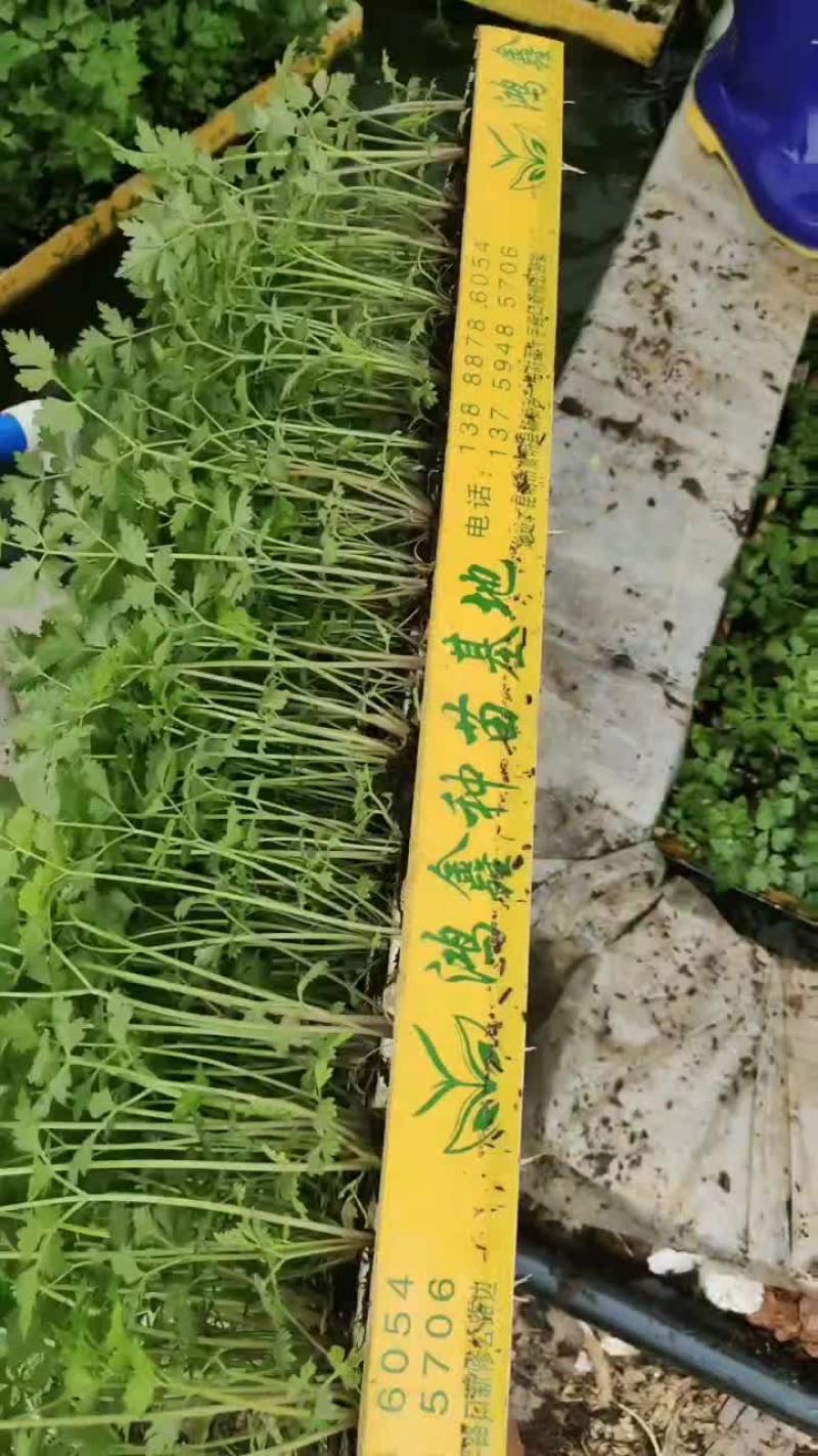 当归苗
