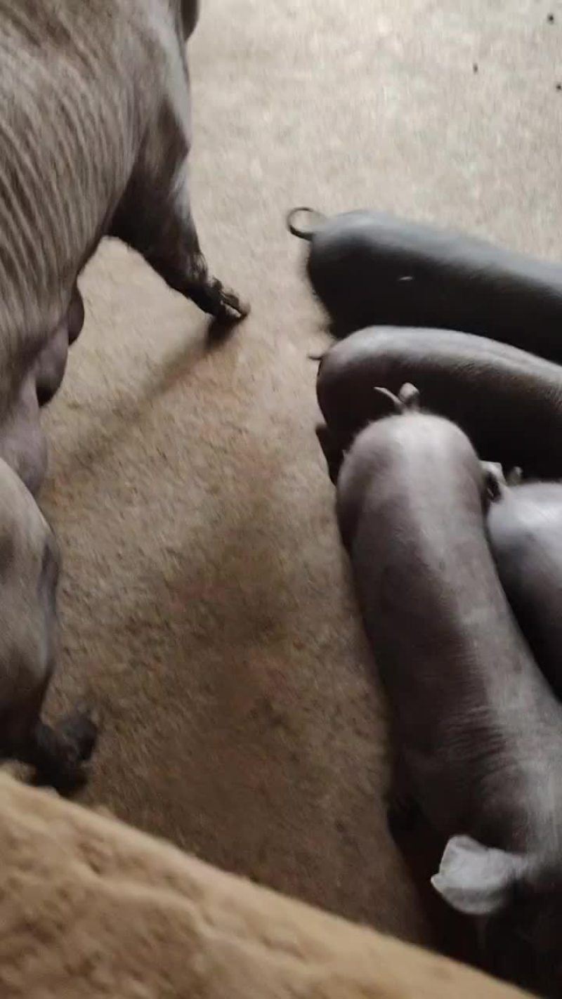 黑猪仔