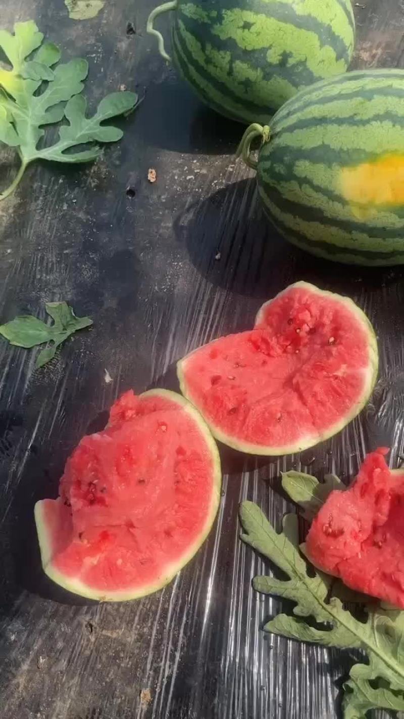 代收代发，盖县西瓜锦王甜王，二等瓜🍉大量有货价格美丽
