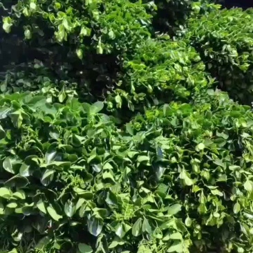 东青球