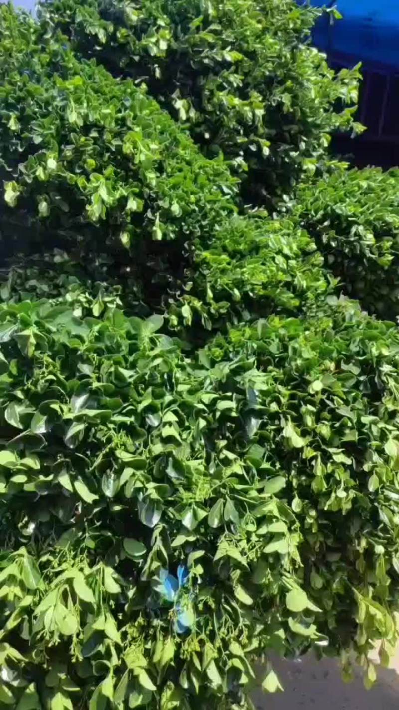 东青球