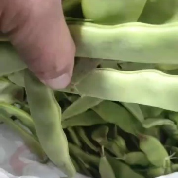 油豆质量好价格合理，大量有货，要货请联系。