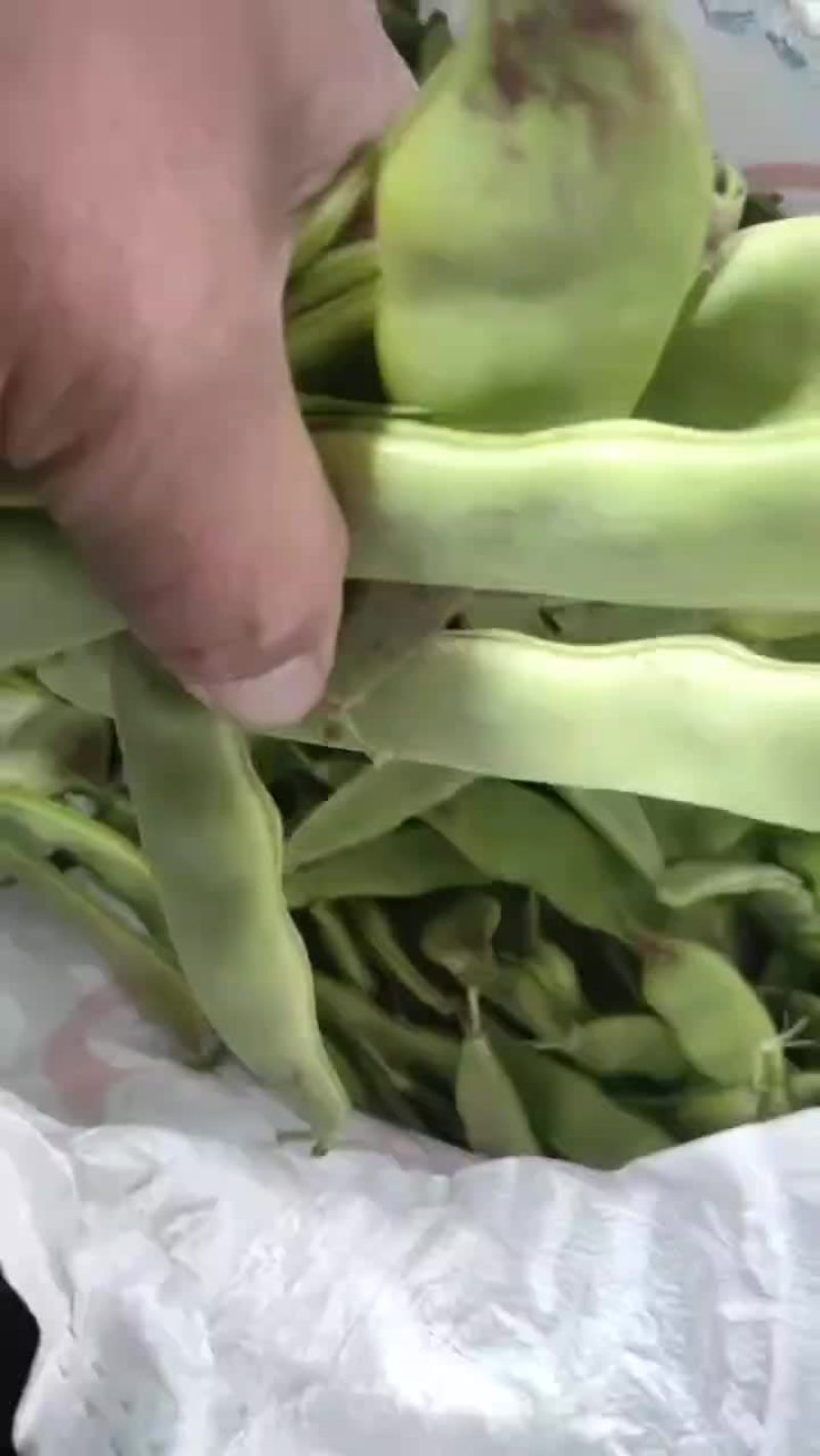 油豆质量好价格合理，大量有货，要货请联系。