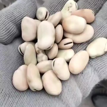 岷县蚕豆