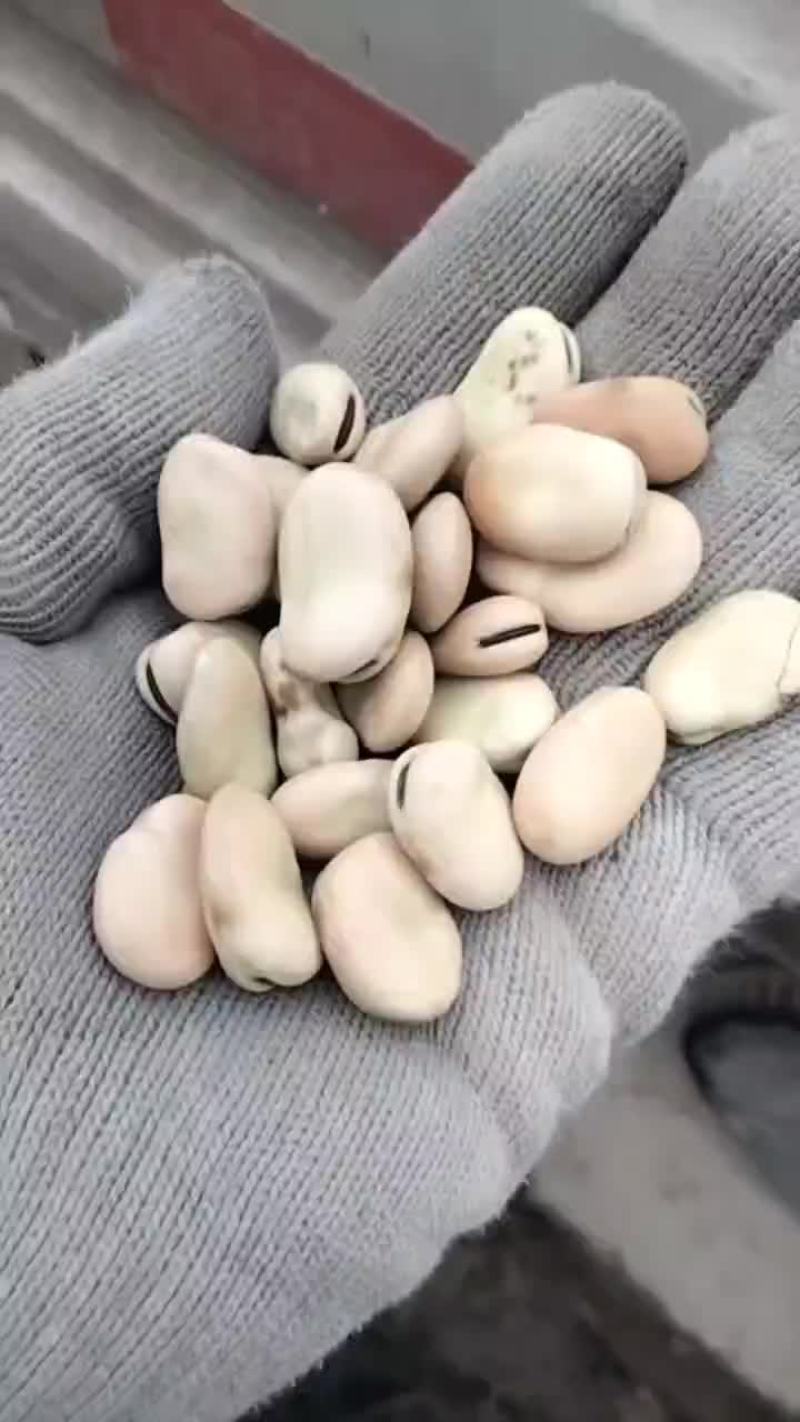 岷县蚕豆