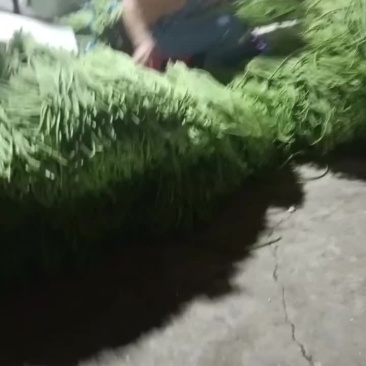 豆角