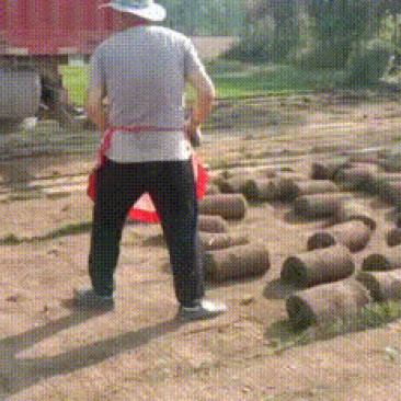 草坪，各种各类草坪，精品普通，季节不同，价位不同