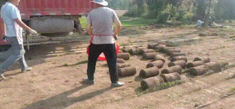 草坪，各种各类草坪，精品普通，季节不同，价位不同
