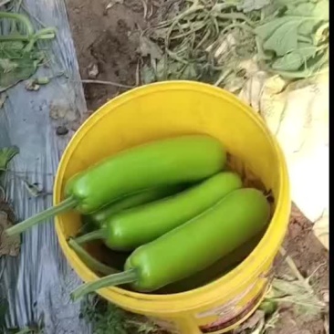 精品短瓠瓜大量上市，有需要的老板可以联系，发货全国，供用