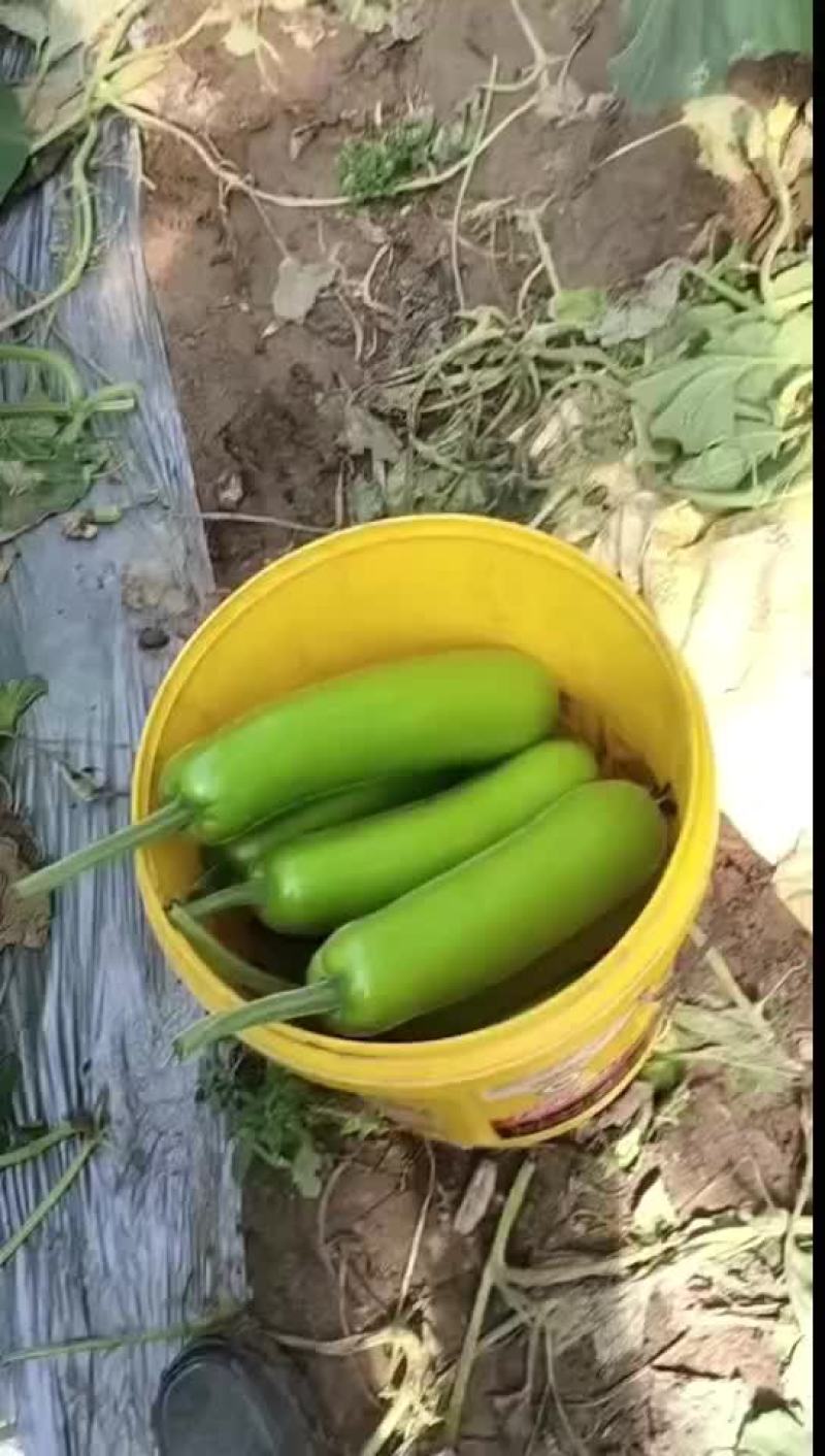 精品短瓠瓜大量上市，有需要的老板可以联系，发货全国，供用