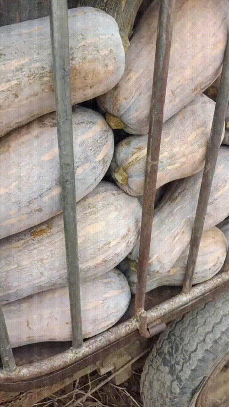 广西精品密本南瓜
