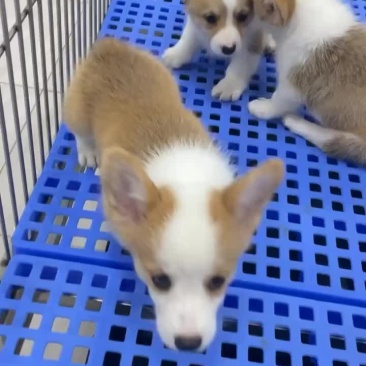 柯基幼犬