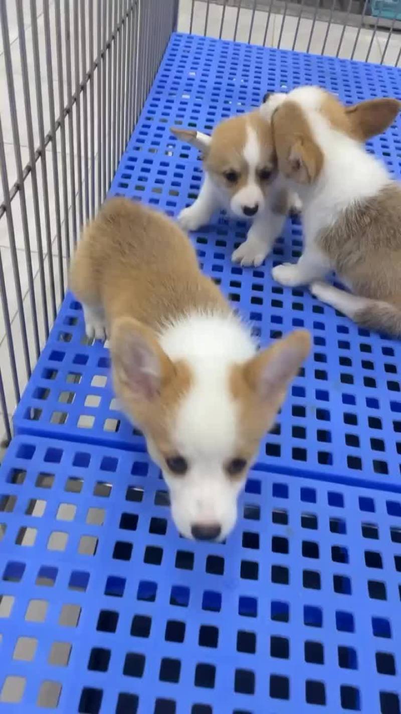 柯基幼犬