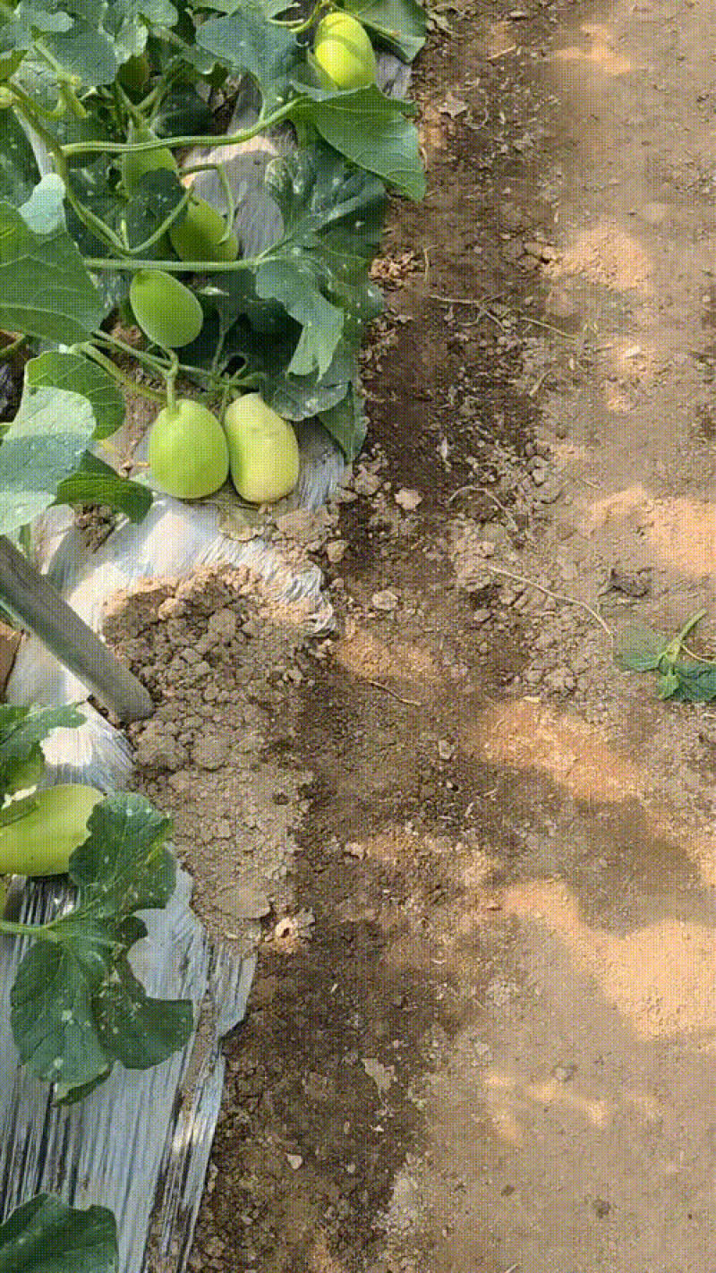 （星甜12一5）甜瓜