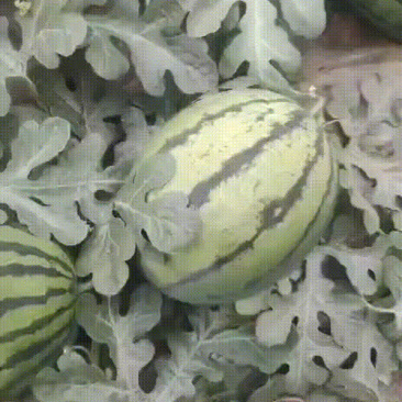 精品甜王