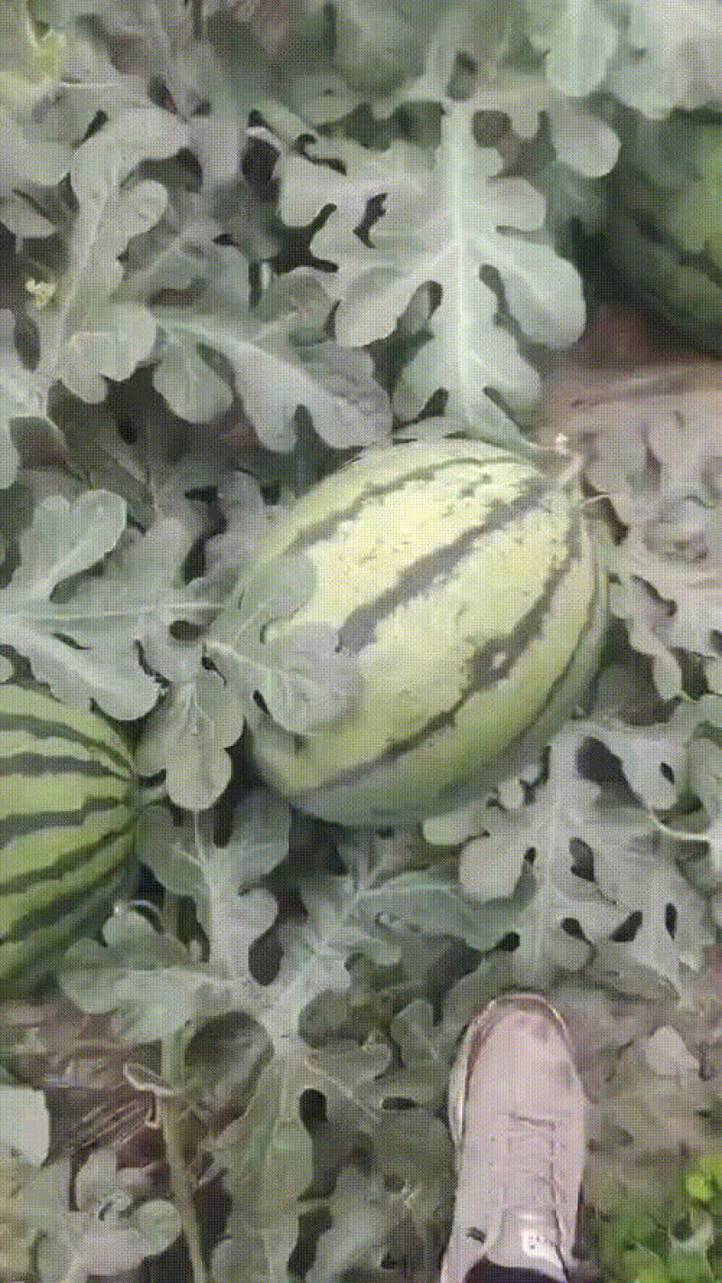 精品甜王