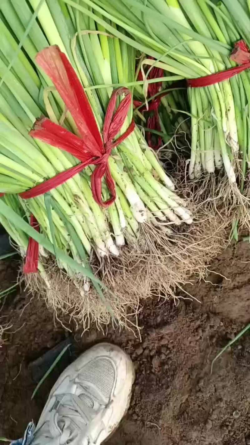 一代葱苗大量上市，
