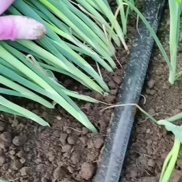 一代葱苗大量上市，