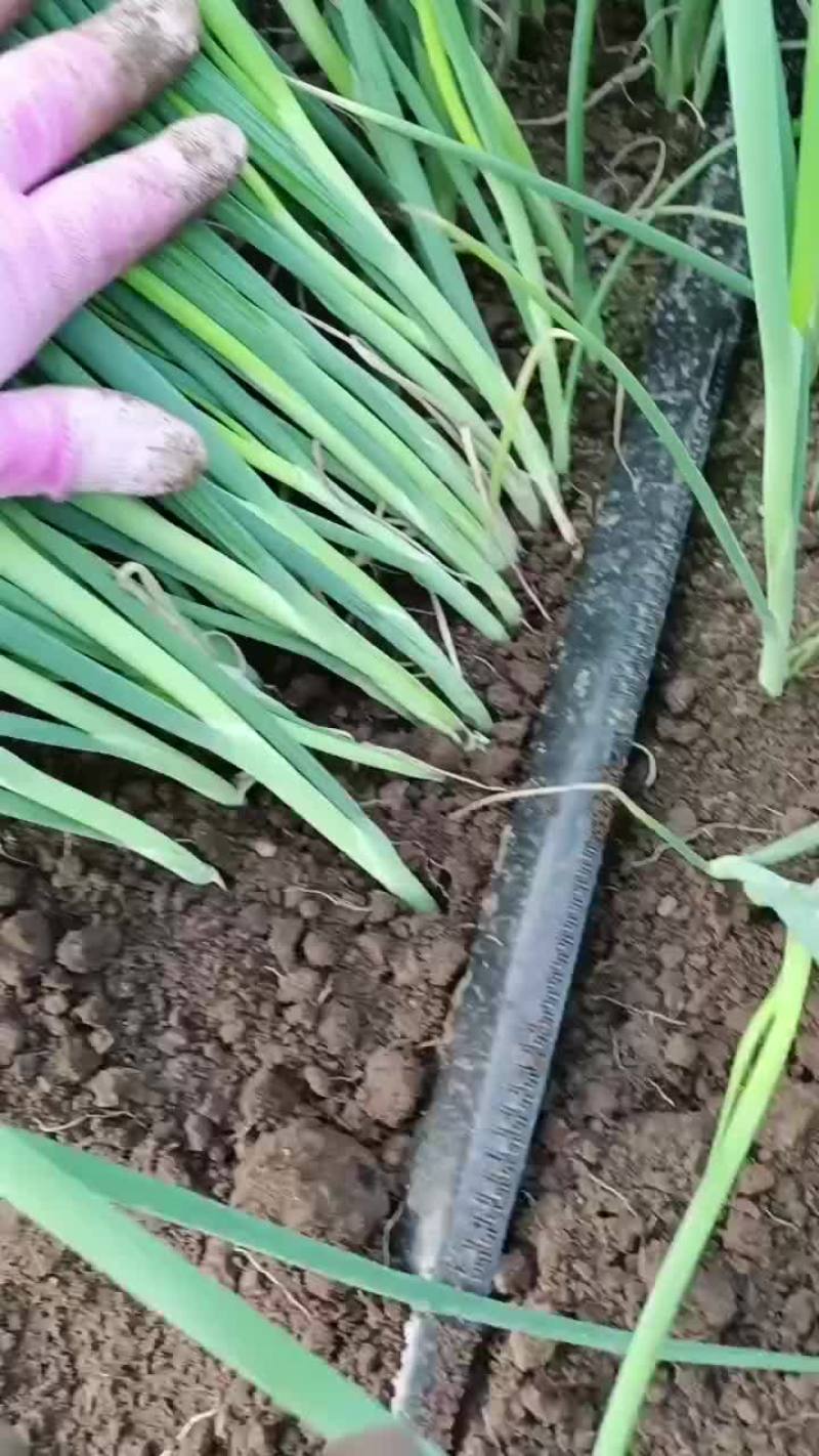 一代葱苗大量上市，